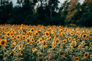 A field of sunflowers in sunlight