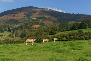 Cows grazing on meadow in basque countryside with hills of pyrenees in background near Beartzun,...
