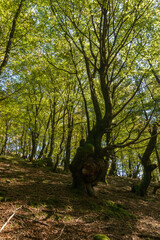 Beech forest on a sunny autumn day in pyrenees mountains near Beartzun, Basque Country, Navarre,...