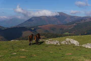 Two horses pasturing in the mountain meadows of basque country enjoying beautiful view, Euskal...