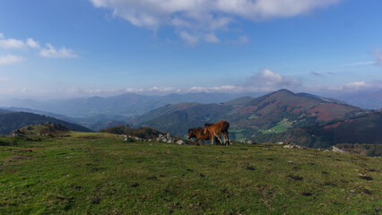 Two horses pasturing in the mountain meadows of basque country with beautiful view, Euskal Herria,...