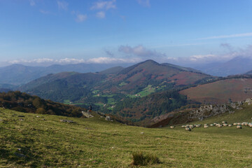 Obraz premium Hiking over hills with herd of sheeps pasturing in the mountain meadows of basque country with beautiful view, Euskal Herria, Navarre, Spain.
