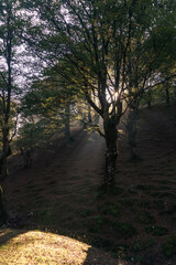 Light rays through fog in beech forest on a sunny autumn day in pyrenees mountains near Beartzun,...