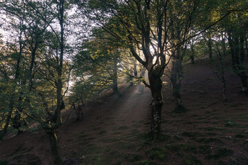 Naklejka premium Light rays through fog in beech forest on a sunny autumn day in pyrenees mountains near Beartzun, Basque Country, Navarre, Spain