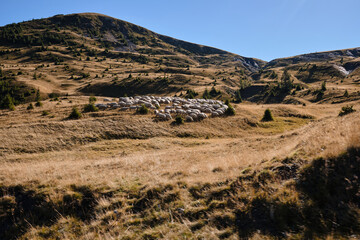 Herd of sheep in mountain landscape.Grazing sheep in the mountains around the Transalpina road,Romania.Parâng Mountains