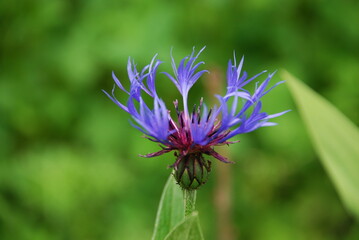 Cornflower mountain from the Asteraceae family. Centaurea montana stands on a green stem among green grass and other plants. the inflorescence has long thin purple petals and a burgundy core.
