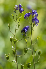 Monkshood wildflower close-up