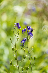 Monkshood wildflower with bee close-up