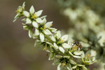 California corn lily close-up with bee