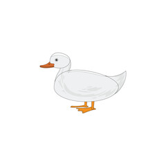 Fototapeta premium duck isolated on white background
