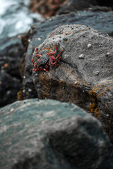 lichen on stone
