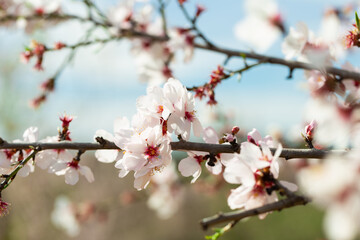 Branches of bloomed almond tree covered with blossoms having thin white petals