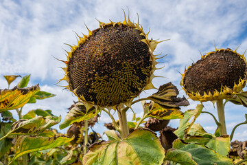 Sunflower field on an cloudy day