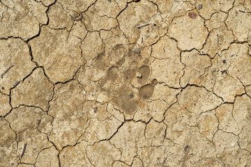 The step track of a large dog on the cracked, weathered soil.