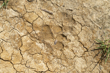 The step track of a large dog on the cracked, weathered soil.