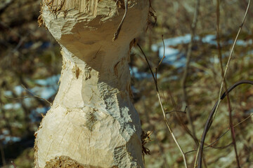 Damage to the tree trunk from beaver teeth. A tree, almost cut down by a beaver to build a dam. Damage to the ecosystem due to the actions of beavers.