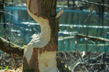 Damage to the tree trunk from beaver teeth. A tree, almost cut down by a beaver to build a dam....