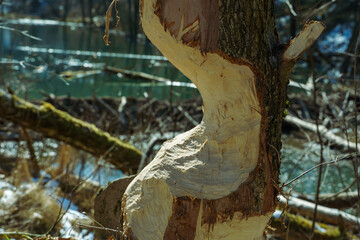 Damage to the tree trunk from beaver teeth. A tree, almost cut down by a beaver to build a dam. Damage to the ecosystem due to the actions of beavers.