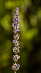Beautiful, aromatic Lavender in bloom with blurred background in Israel
