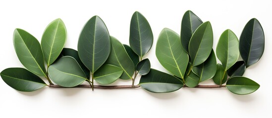 Rubber plant leaves on a blank surface.