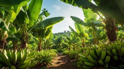 a tropical banana plantation, with rows of banana trees laden with bunches of ripe bananas, ready for harvest - obrazy, fototapety, plakaty