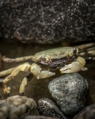 Small crab under beach rocks