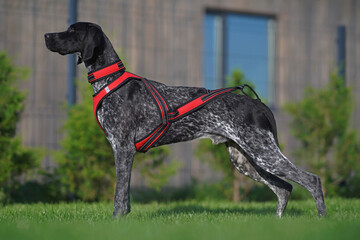 Young black and white Greyster dog posing outdoors wearing a red and black harness and a collar standing on a green grass in summer
