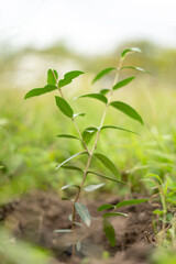 PLants 