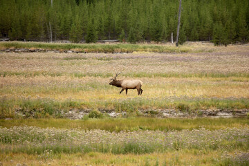North American elk.The elk or wapiti (Cervus canadensis) in the natural habitat. Yellowstone NP.