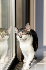 a curious tabby cat walking next to a window