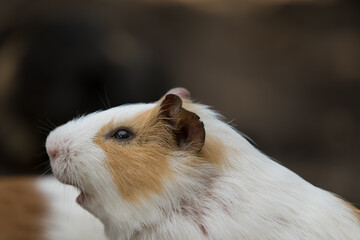 Close up head shot of a white and brown Guinea pig, Cape Town, South Africa