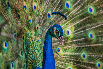 Obraz premium Close up head shot of a dancing peacock, Cape Town, South Africa