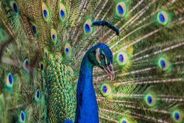 Fototapeta na wymiar Close up head shot of a dancing peacock, Cape Town, South Africa