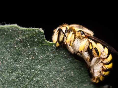 Anthidium manicatum