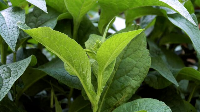 The green leaves of a Common Comfrey (Symphytum officinale) plant. A popular herbaceous, perennial plant in herbal medicine and is regularly used to treat wounds and to ease the pain.