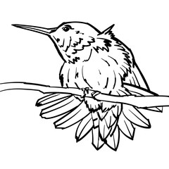 Line art and watercolor illustration of hummingbird.