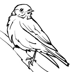 Line art vector illustration of small forest bird western bluebird.