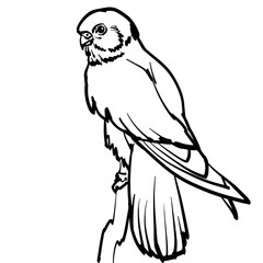 Line art illustration of small bird of prey, kestrel.