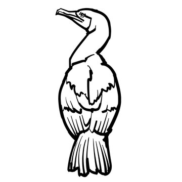 recommend clip art: Line art illustration of great cormorant.