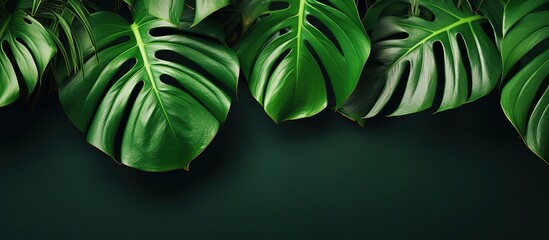 Obraz premium Closeup of a young tropical monstera plant on a wall background, suited for interior gardening with exotic tropical vibes.