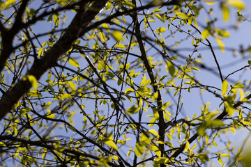 deciduous trees in the forest in the spring season