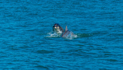 Fototapeta premium A view of a pair of dolphins frolicking in the waters of Cardigan Bay close to the town at New Quay, Wales in summertime