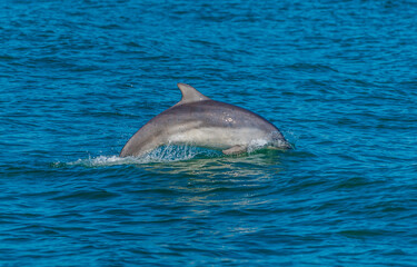 Naklejka premium A view of a dolphin diving in the waters of Cardigan Bay close to the town at New Quay, Wales in summertime