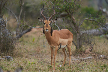 Naklejka na ściany i meble Antilope Südafrika