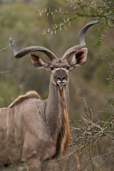 Antilope Südafrika