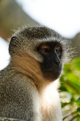 Totenkopfäffchen Portrait
