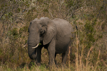 Naklejka na ściany i meble Elefant Südafrika