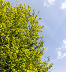 green foliage of linden trees in the spring season