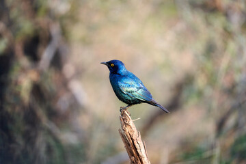 Vogel in Südafrika