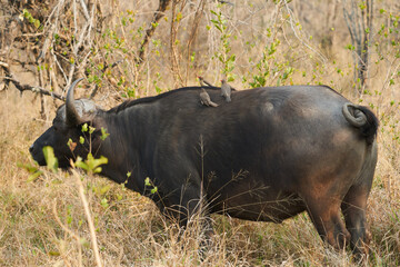 Büffel Südafrika